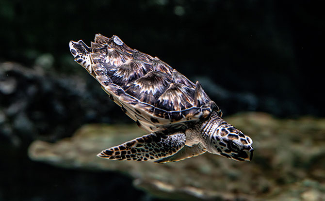 Hawksbill Turtle Hatchlings At Singapore Oceanarium: Headstarting Them To Improve Their Chances Of Survival 2 The Critically Endangered Hawksbill Turtle