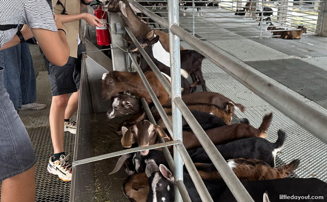 Feeding goats at Hay Dairies