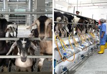 Hay Dairies Goat Farm: Take Your Kids To Meet The Kids
