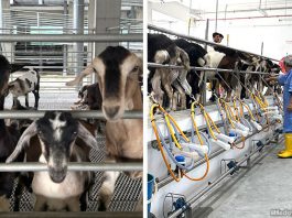 Hay Dairies Goat Farm: Take Your Kids To Meet The Kids