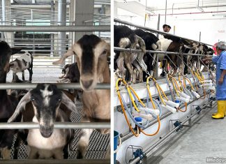 Hay Dairies Goat Farm: Take Your Kids To Meet The Kids Hay Dairies Goat Farm: Take Your Kids To Meet The Kids