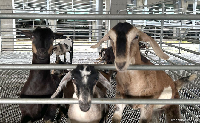 Goats at Hay Dairies