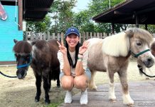 Hello From The Wild: Meet Falabellas At Singapore Zoo Hello From The Wild: Meet Falabellas At Singapore Zoo