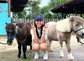 Hello From The Wild: Meet Falabellas At Singapore Zoo Hello From The Wild: Meet Falabellas At Singapore Zoo
