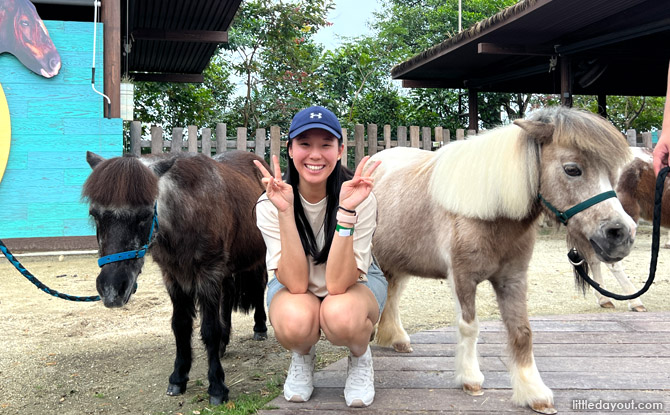 hellofromthewild_falabella_01 Hello From The Wild: Meet Falabellas At Singapore Zoo