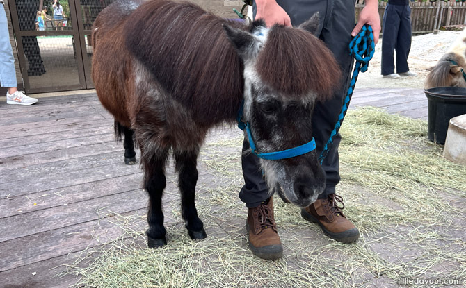 Hello From The Wild: Meet Falabellas At Singapore Zoo 1 Hello from the Wild: A Closer Look at Falabellas