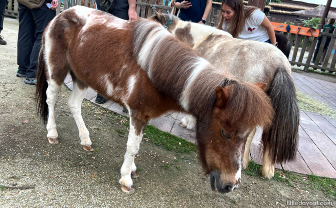 Hello From The Wild: Meet Falabellas At Singapore Zoo 2 Connect, Learn, and Care Together