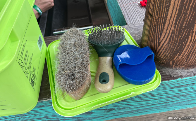 Hello From The Wild: Meet Falabellas At Singapore Zoo 3 interactive grooming session