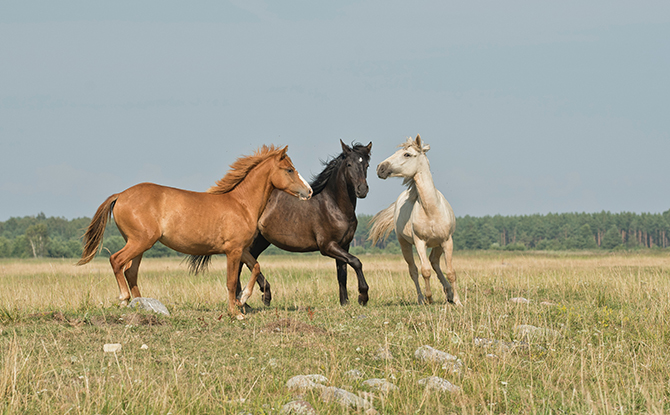 Horse Facts for Kids: Group of Horses
