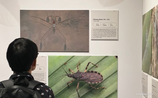 Hidden World: Creepy Crawlies Of Singapore Exhibition At Fort Canning Centre 7 Hidden World: Creepy Crawlies Of Singapore