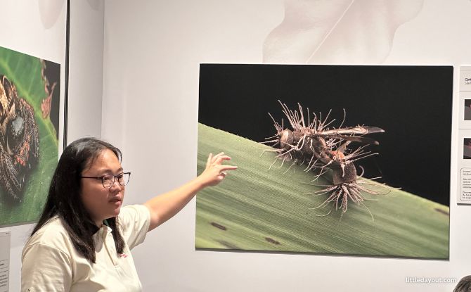Hidden World: Creepy Crawlies Of Singapore Exhibition At Fort Canning Centre 3 Nature's Hunters