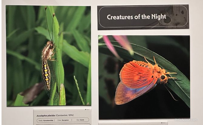 Hidden World: Creepy Crawlies Of Singapore Exhibition At Fort Canning Centre 5 Show Off to Defend