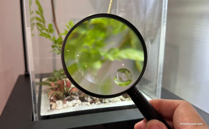 Hidden World: Creepy Crawlies Of Singapore Exhibition At Fort Canning Centre 2 live specimens in tanks
