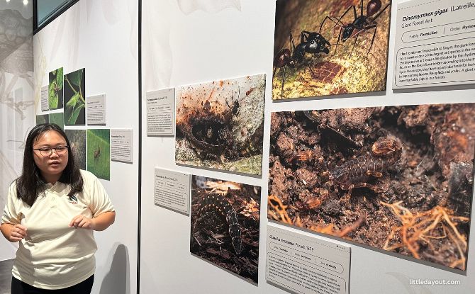 Hidden World: Creepy Crawlies Of Singapore Exhibition At Fort Canning Centre 1 Hidden World: Creepy Crawlies Of Singapore Exhibition