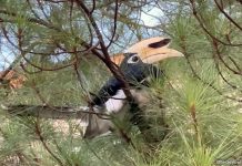 Festival of Biodiversity 2025: Appreciating Singapore's Natural Heritage
