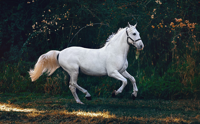 Horse Facts for Kids: Horse Galloping