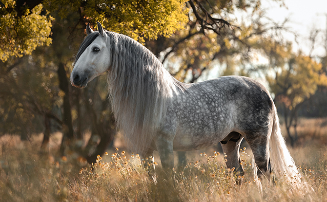 Horse Facts for Kids: Silvermane horse
