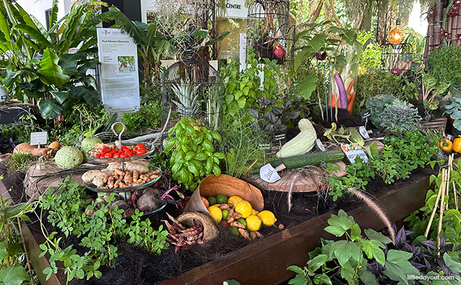 HortFest: Celebrate The Community In Bloom At HortPark From From 23 To 31 August