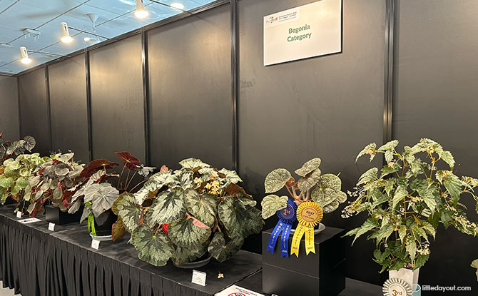 Competition Displays