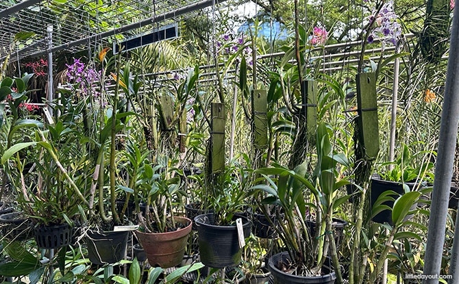 HortPark: 11 Gardens To See At The Horticulture Wonderland, Children's Playground & More 9 OSSEA Orchid Garden