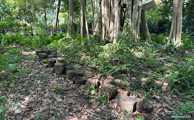 The Big Fiscus Adventure