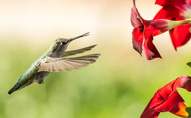 More Interesting Hummingbird Facts for Kids