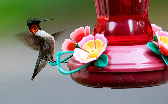 Interesting Hummingbird Facts for Kids