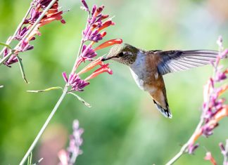 34 Interesting Hummingbird Facts For Kids Hummingbirds