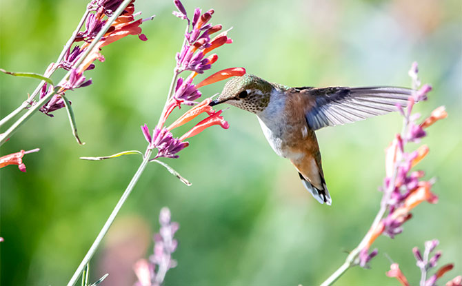 Hummingbirds Hummingbirds