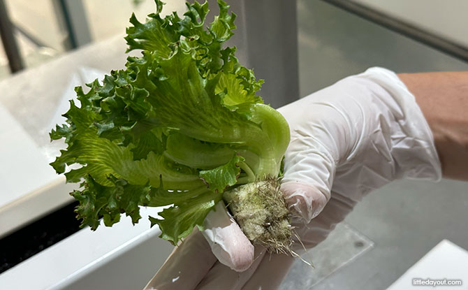 harvest the vegetables