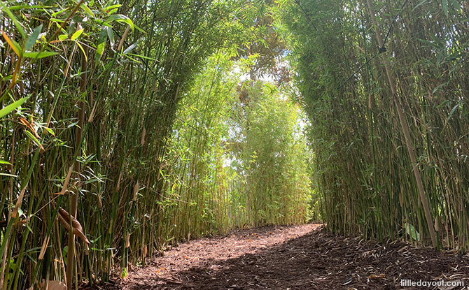 Bamboo tunnel trail
