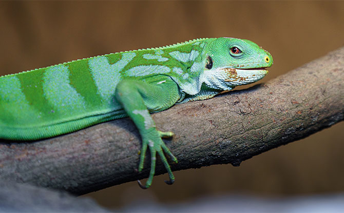 Animals Starting with I -Iguana