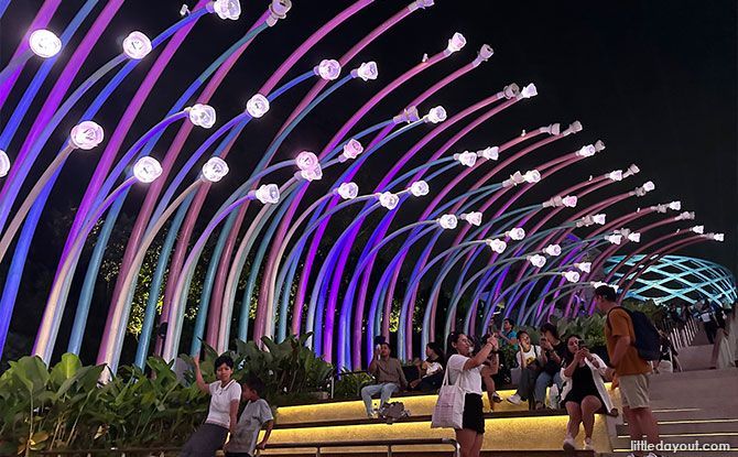 Glow Garden at Night