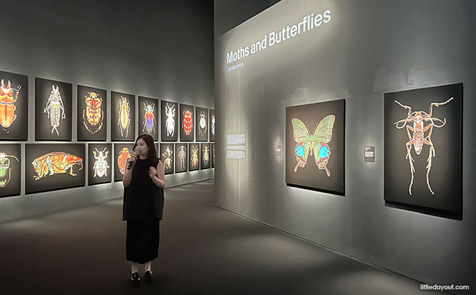 Insects: Microsculptures Magnified At ArtScience Museum – A Visual Encounter With The Insect World Insects: Microsculptures Magnified At ArtScience Museum – A Visual Encounter With The Insect World