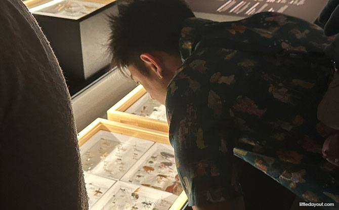Insects: Microsculptures Magnified At ArtScience Museum – A Visual Encounter With The Insect World 4 16 drawers of insect specimens from the Lee Kong Chian Natural History Museum