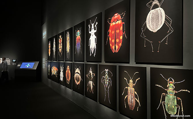 Insects: Microsculptures Magnified At ArtScience Museum – A Visual Encounter With The Insect World 1 A Close Up Look at an Insect's Microsculpture