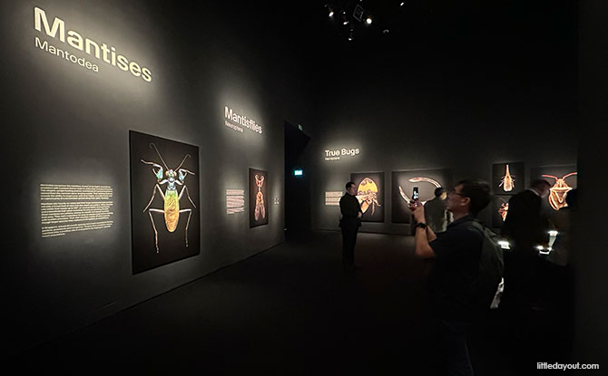 Insects: Microsculptures Magnified At ArtScience Museum – A Visual Encounter With The Insect World 2 Insects: Microsculptures Magnified