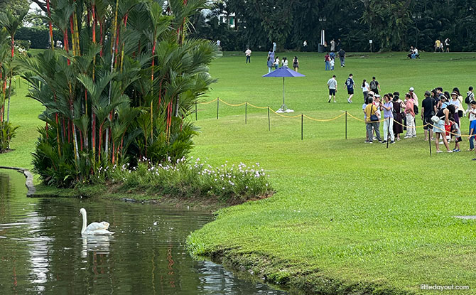 Istana Open House Guide: 14+ Things To See & Do 3 Swan Pond