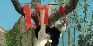 River Wonders’ Giant Panda Supermom Jia Jia Joins In Her Cub's 100th Day Celebration