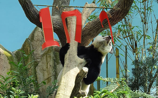 jia jia reaches out River Wonders’ Giant Panda Supermom Jia Jia Joins In Her Cub's 100th Day Celebration