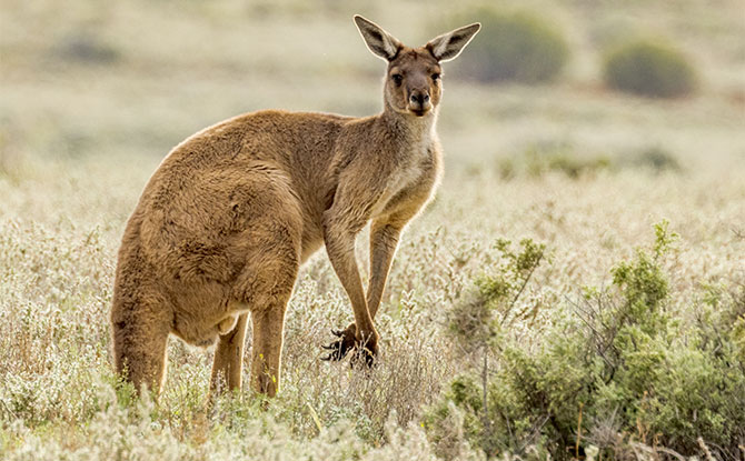 Kangaroo - Animals starting with K