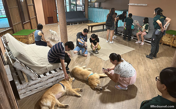 Canine Clubhouse