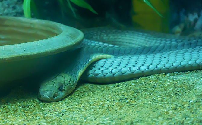 King Cobra