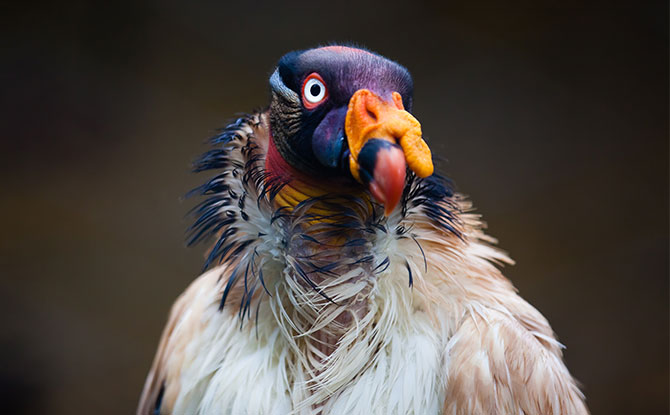 King Vulture