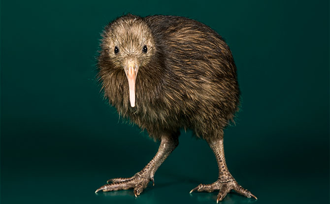 Kiwi