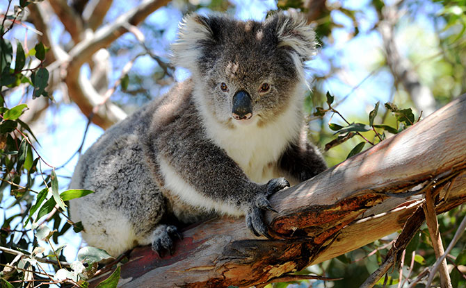 Koala - Animals starting with K