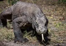 Komodo Dragon