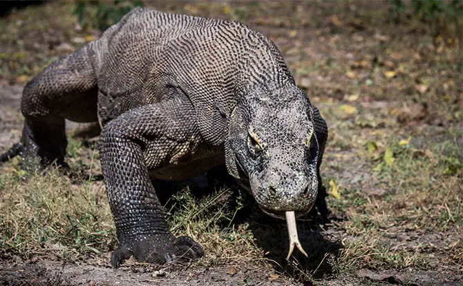 Komodo Dragon