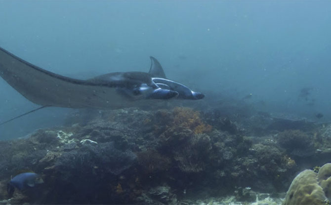 Komodo Island, Indonesia