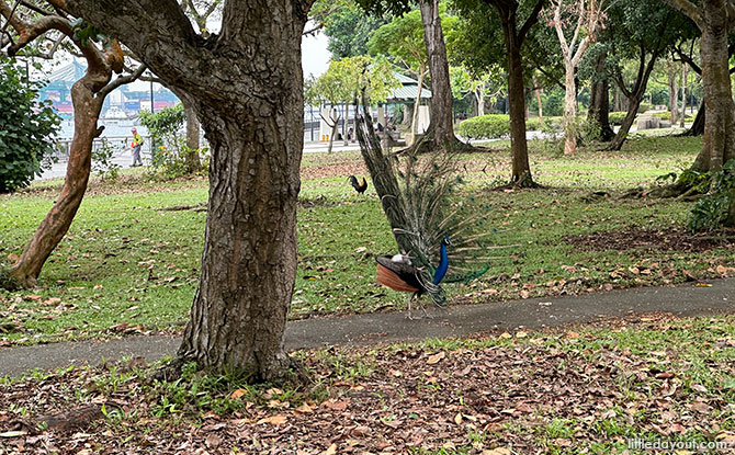 Peacock at Labrador Nature Park